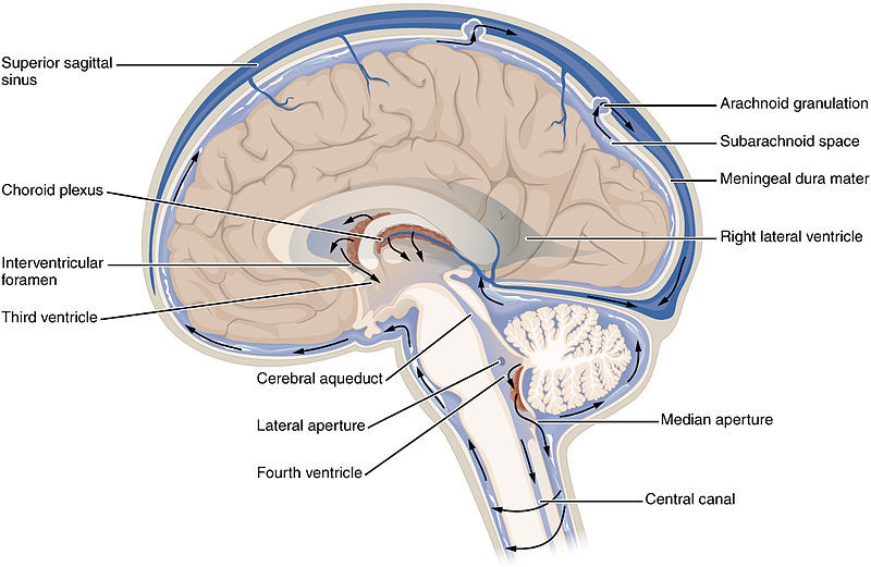 The cerebrospinal fluid, or CSF, circulates throughout the brain, bathing it and helping clear away cellular debris.  