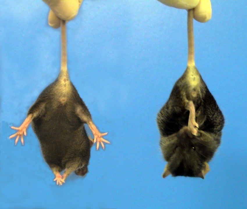 An example of 'clasping' in the HD mice used for this study - the mouse on the right is an HD mouse, while the mouse on the left is a normal mouse.  