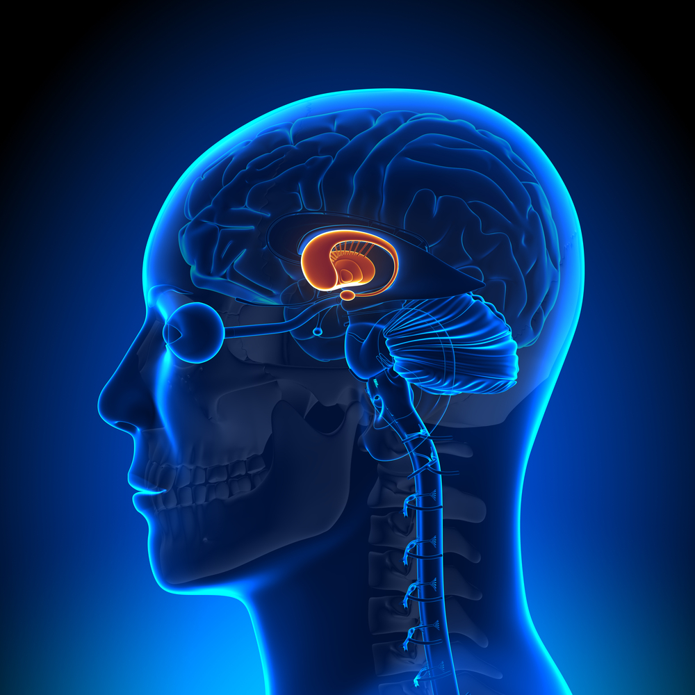 This study looked at the relative importance in HD of the crinkly surface of the brain (the cortex) and the basal ganglia, shown here in orange.  