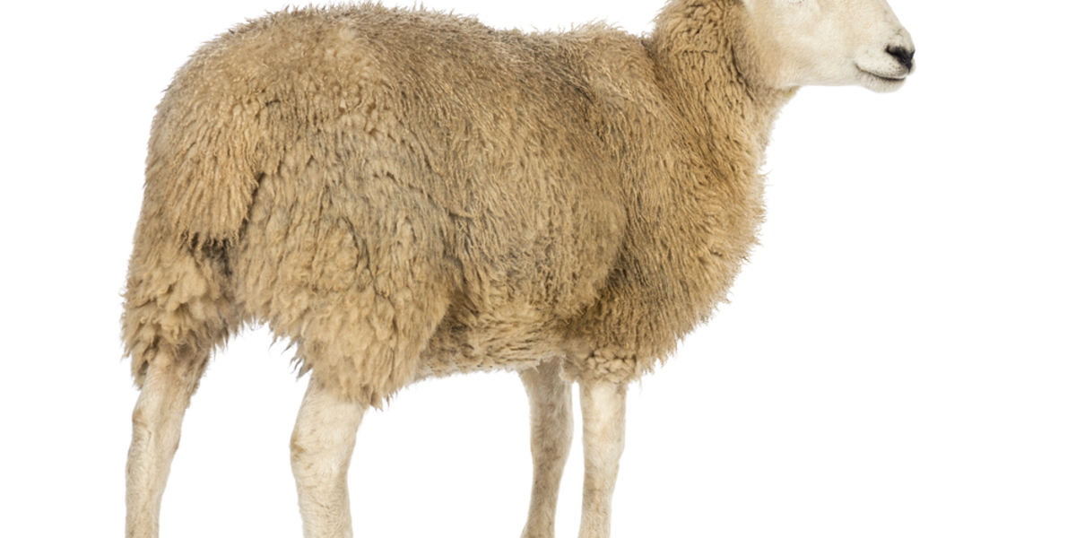 Sheep leading the flock: metabolism and biomarkers in HD