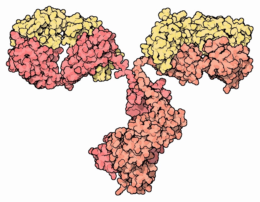 Antibodies are special proteins made by the body whose job it is to recognize other proteins, like the Huntingtin protein.  