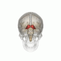 The thalamus (in red), lies deep in the center of the brain and serves as a relay station for messages traveling from one part of the brain to another.   