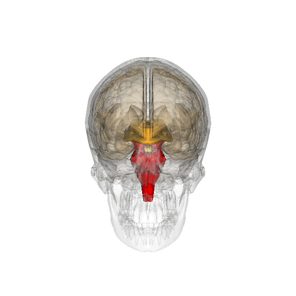 The brainstem (in red) is found where the brain and spinal cord meet.  This brain region plays important roles in regulating simple behaviors like breathing and swallowing.  