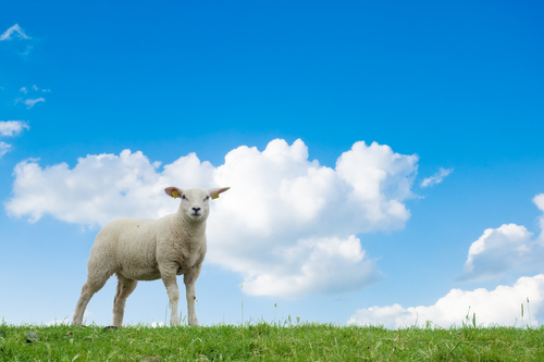 Genetically modified sheep with a mutant HD gene may prove very useful in getting treatments from the lab into human patients  