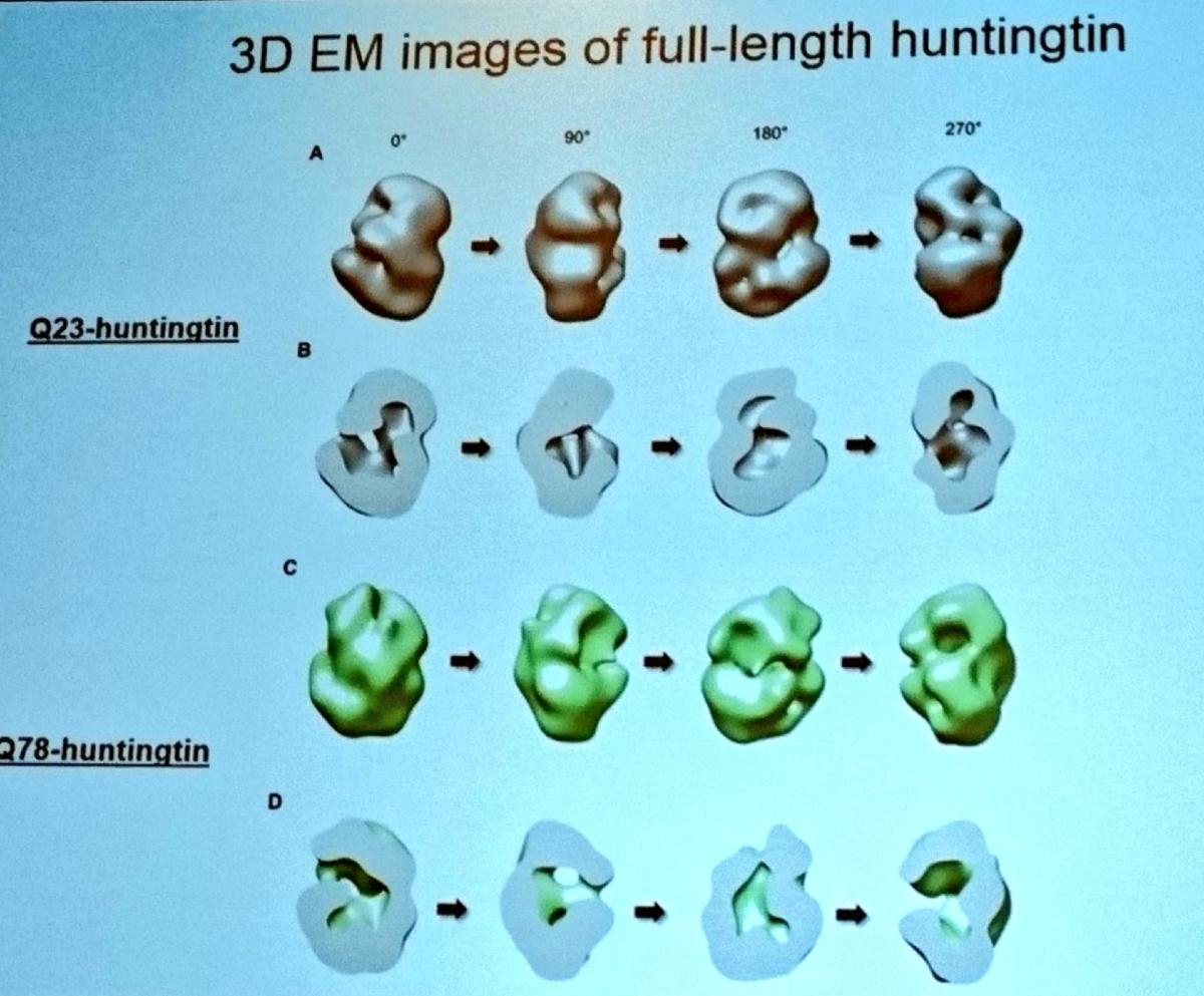 Ihn Sik Seong showed these fascinating images of the rough shape of the normal and mutant huntingtin protein – the cause of HD  
