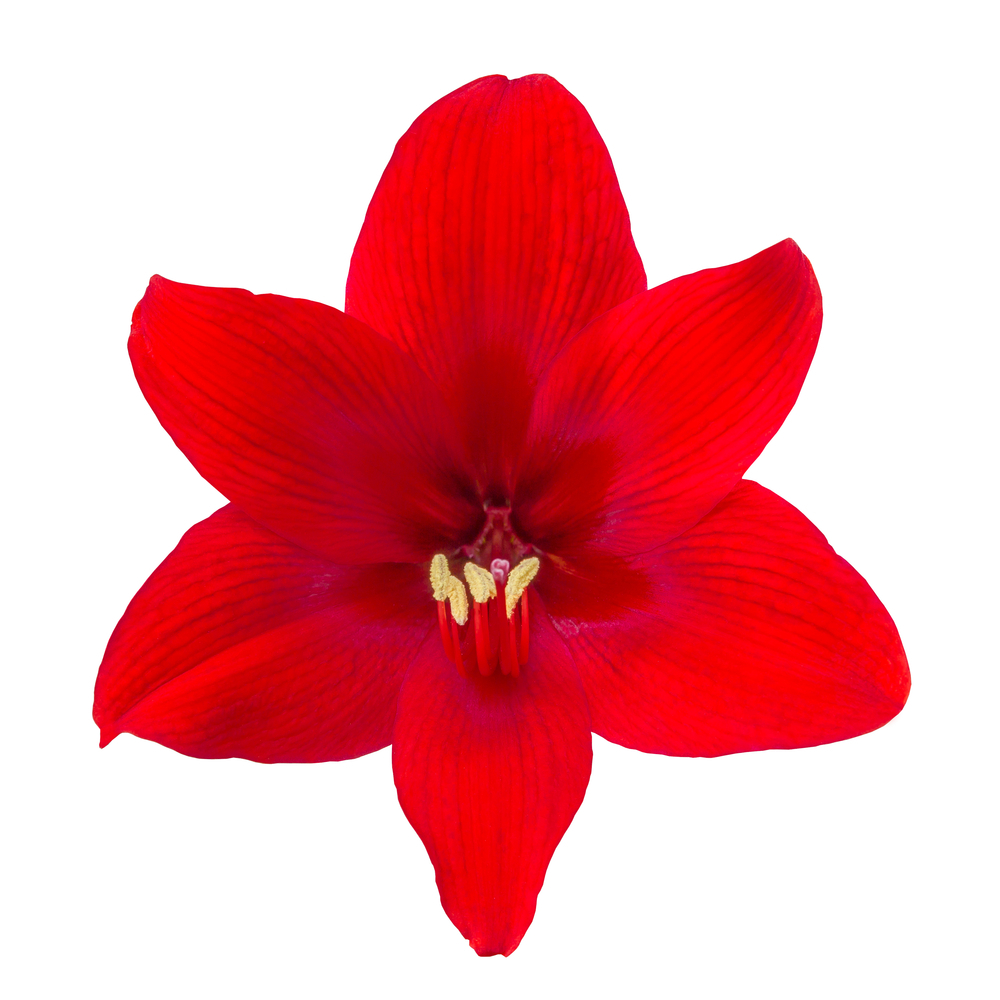 The amaryllis is the emblem of the global HD community. Despite this negative trial result, we remain determined to fight on.  