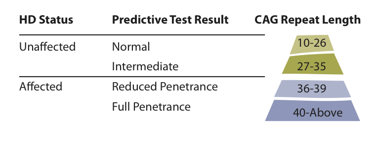 A table summarizing the different possible results of a predictive HD gene test.  