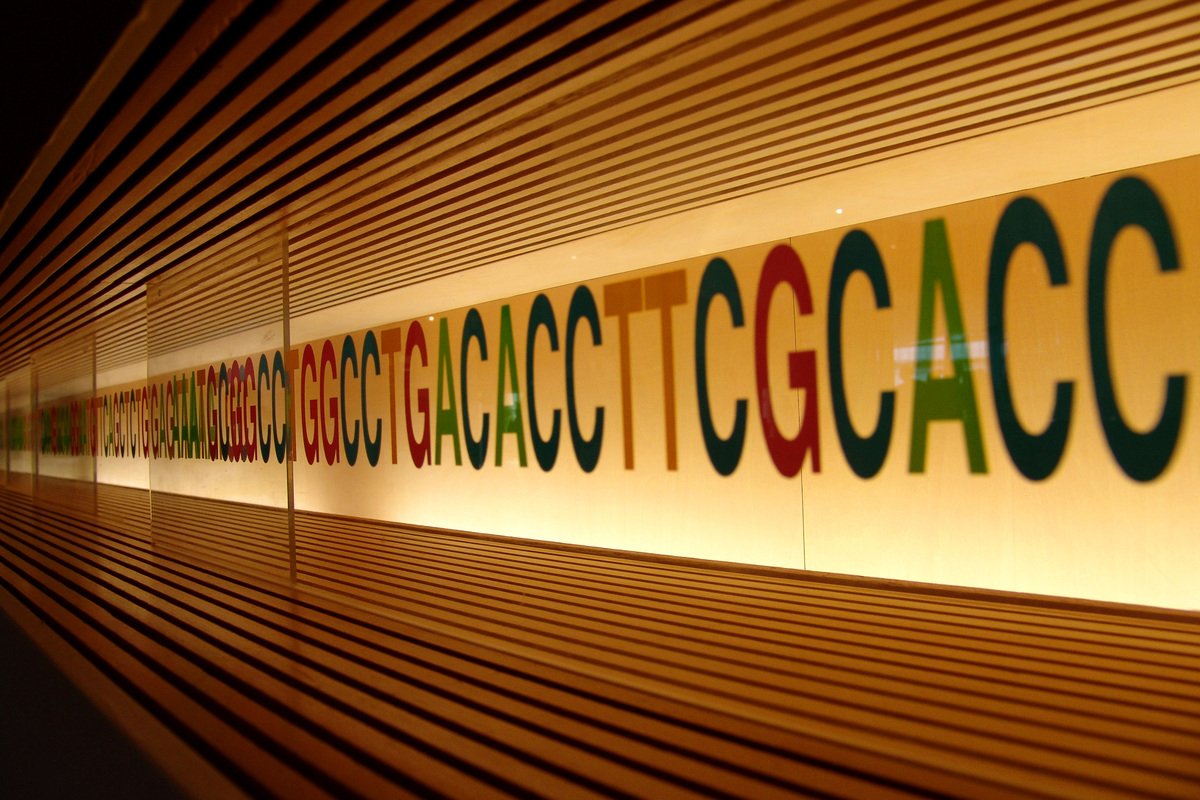 DNA is the blueprint to make proteins, the machines of our cells. However, the “message” of DNA is first copied into an mRNA molecule and processed by splicing before it is used to make a protein.  