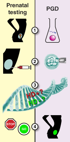 Overview of prenatal testing and preimplantation genetic diagnosis (PGD). In prenatal testing, a DNA sample is removed and tested after pregnancy has begun, then the pregnancy is only continued if the HD genetic test is negative. In PGD, eggs and sperm are combined to form embryos in the lab. A single cell is removed from each embryo and genetically tested. Only embryos without the HD mutation are implanted into the womb.  