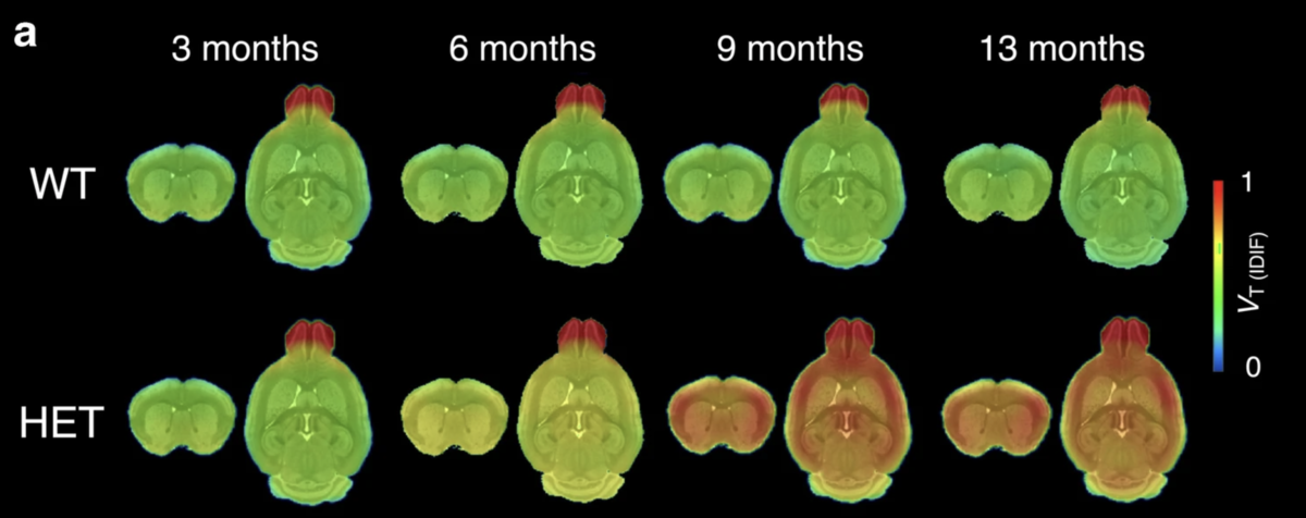 For mice without HD, no brain regions light up, even as they get older, whereas for HD mice, the scientists were able to track the build-up of clumps in the HD mouse brains as they aged using this tool as more and more of the brain lights up over time.  