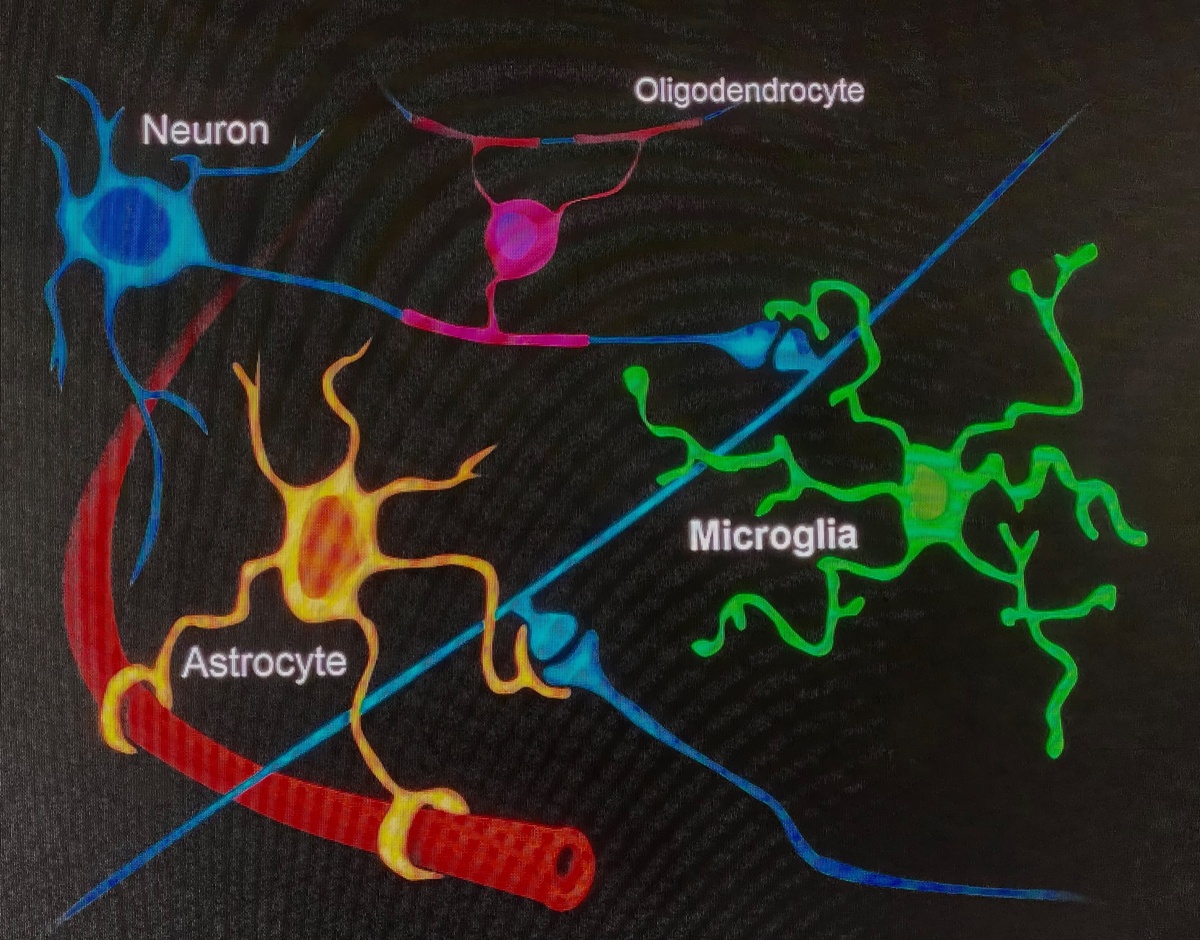 Microglia act as the immune system of the brain  