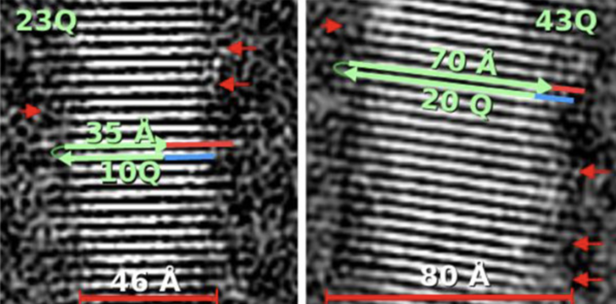 The researchers found that the HD mutation led to changes in the dimensions of the huntingtin protein fibrils - the HD mutation makes the fibrils wider, shown on the right hand side of the image. Image shared with permission from Prof. Hilal Lashuel.   