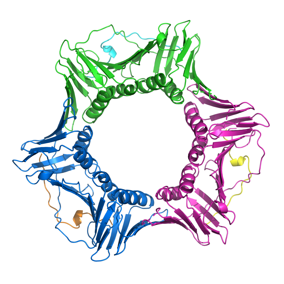 PCNA is a star-shaped protein which helps FAN1 repair DNA  