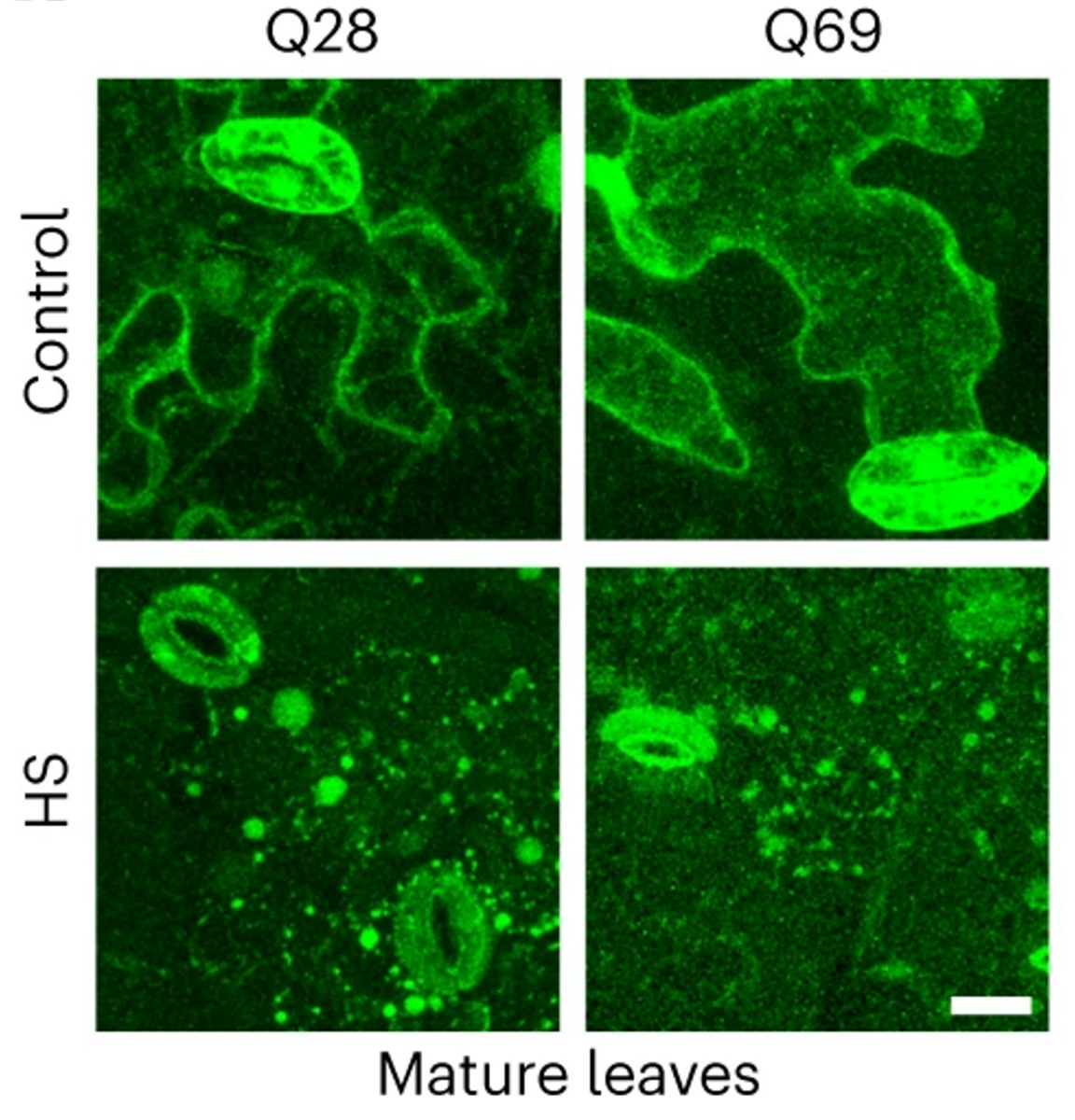 The scientists looked at plants under the microscope to see where the huntingtin protein, visualised in green here, was found under normal (control) and heat shock (HS) conditions - very cool!!  