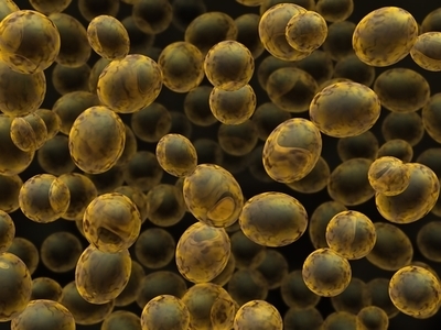 Using single cell yeast lets scientists test thousands of genes for their effects on disease.  
