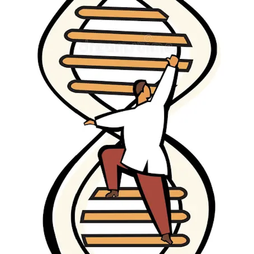 DNA is structured like a ladder with two strands of genetic material bound together in a double helix, each made up of a sequence of letters of the genetic code. Letters on one DNA strand pair with letters on the opposite strand to form the ‘rungs’ of the ladder.  