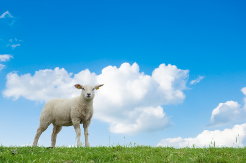 What do sheep brains have to do with HD?