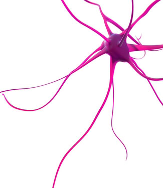 New study sheds light on regional degeneration in HD