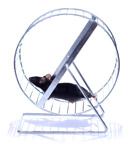 Exercise increases cellular recycling