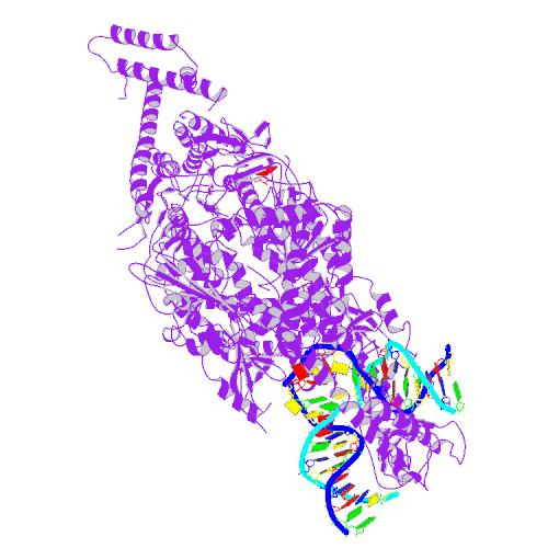 A DNA repair protein modifies the stability of long CAG tracts in the Huntington's disease gene