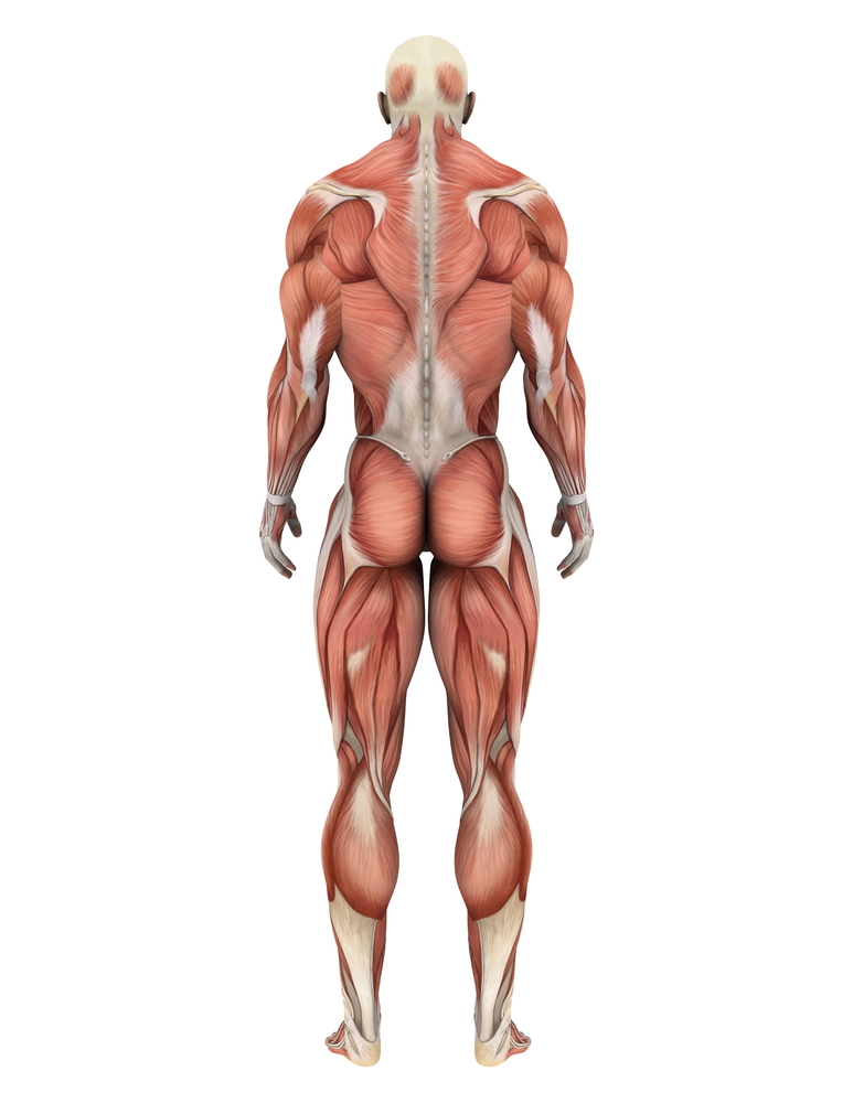 Could muscle problems help explain movements in Huntington’s Disease patients?