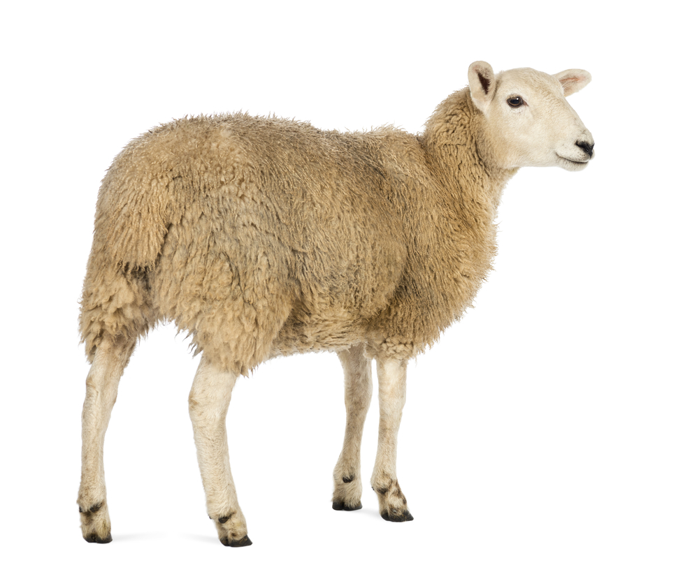 Would ewe believe it? GM1, sheep and Huntington's disease