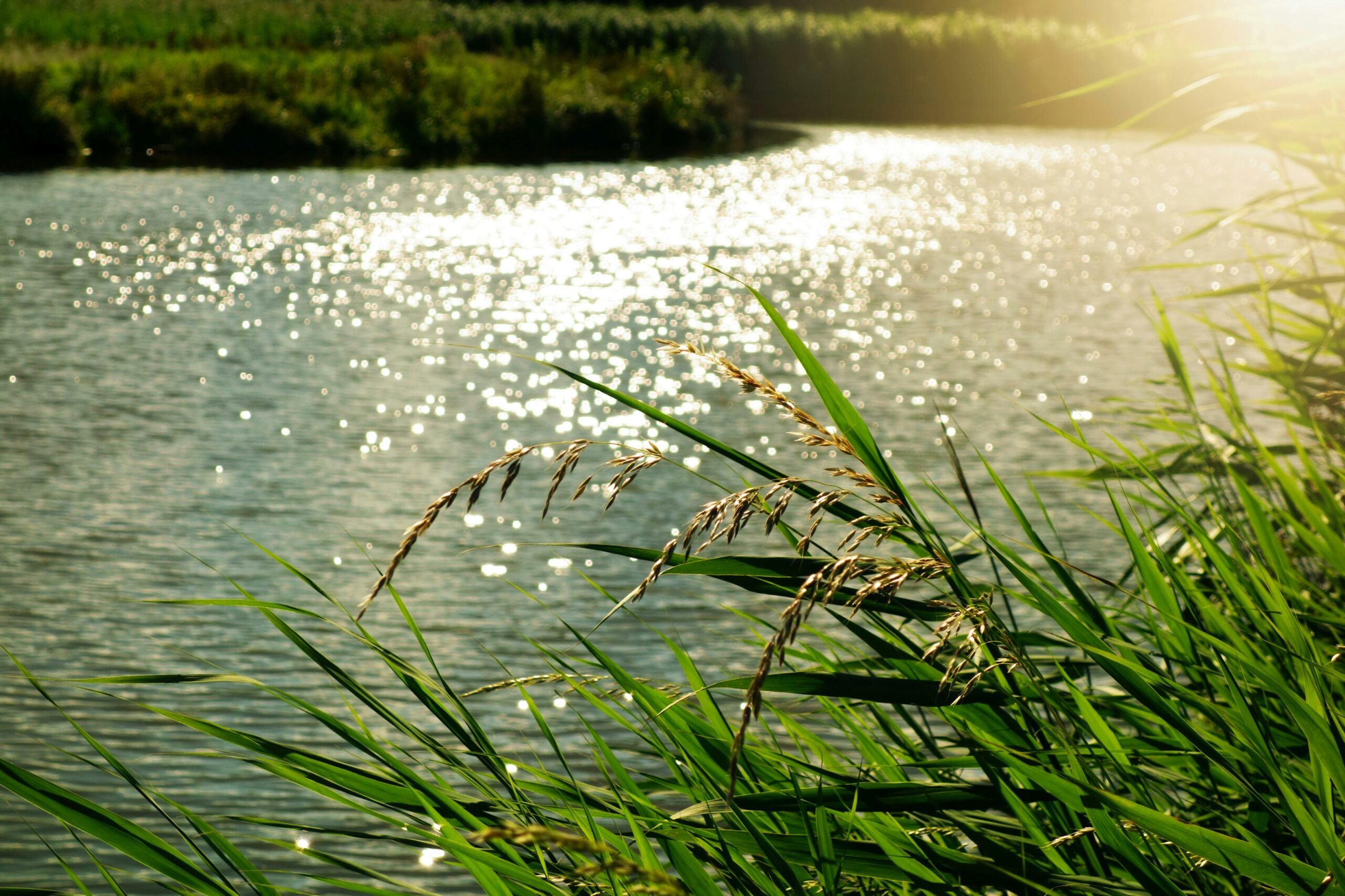 Navigating the Genetic River: How Tiny Variants Could Shift the Course of Huntington’s Disease