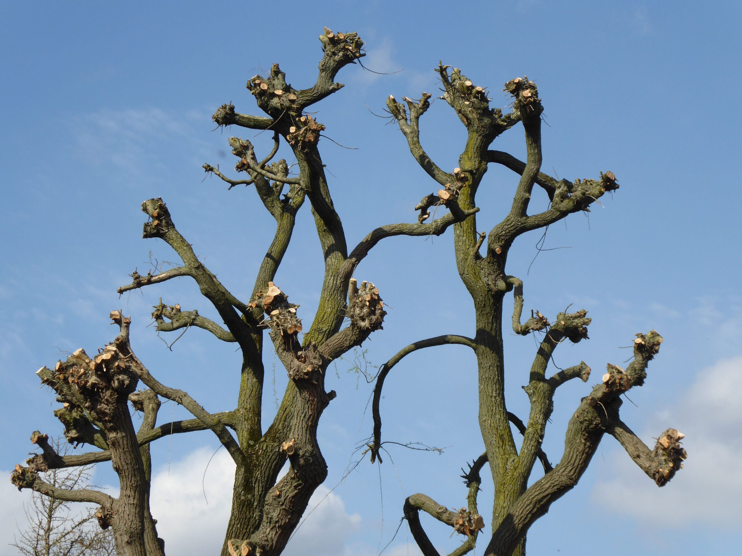 Putting it in print: a clinical trial trying to rein in runaway pruning