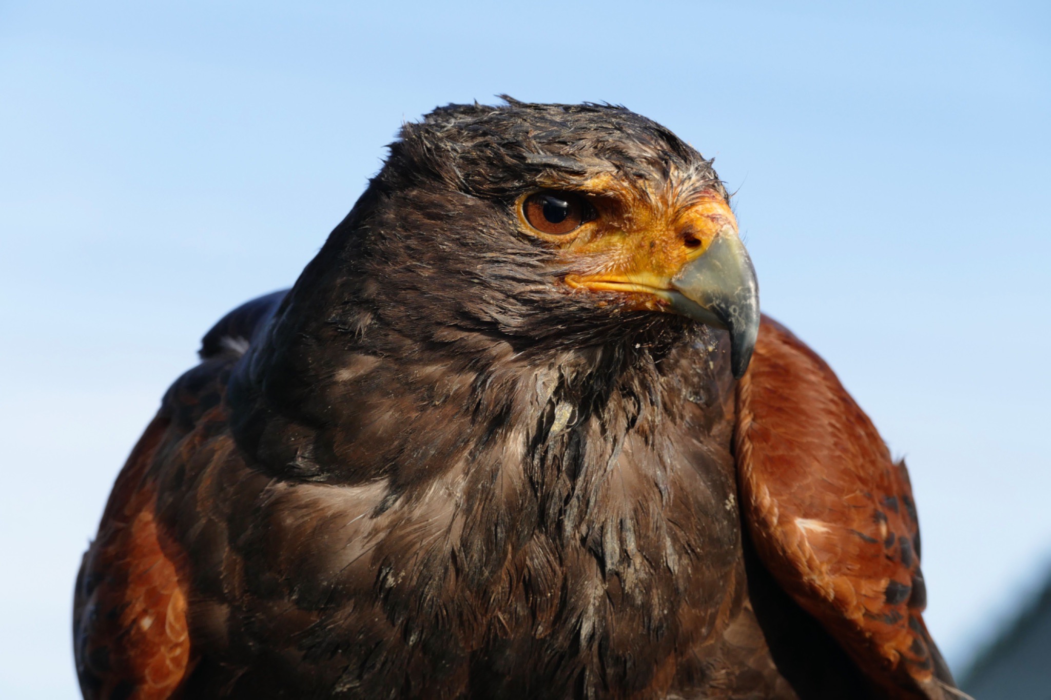 Encouraging news from Skyhawk, as SKY-0515 Phase 1/2 data continues to hold promise